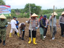 Polres BU Ikuti Zoom Meeting dan Tanam Raya Jagung Serentak Kuartal I Dukung Ketahanan Pangan Nasional